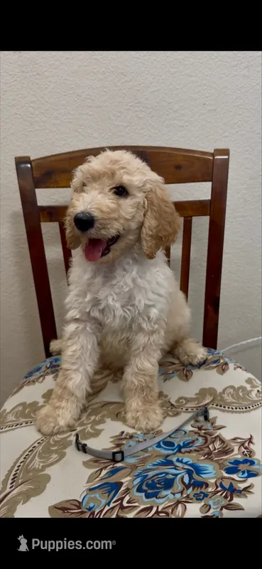 grey – Goldendoodle, Sheepadoodle puppy for sale in Roseville, CA