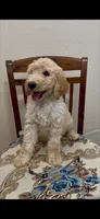 grey, a male Goldendoodle and Sheepadoodle for sale in Roseville, CA – 1 of 2