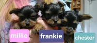 Millie, a female Yorkshire Terrier for sale in Louisa, VA – 1 of 1