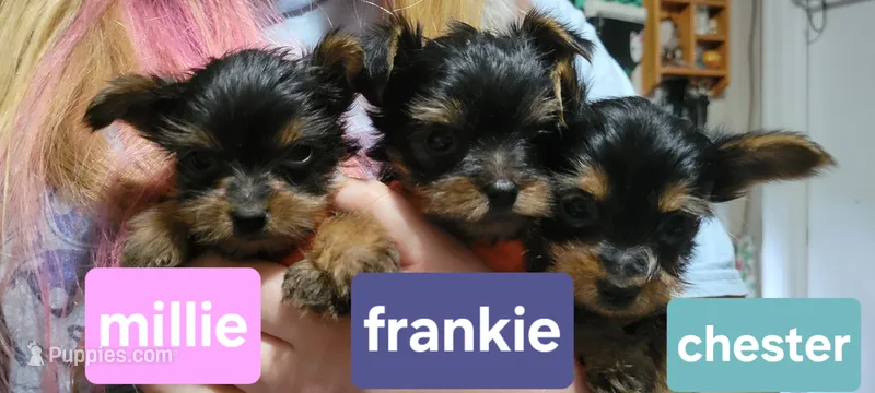 Chester – Yorkshire Terrier puppy for sale in Louisa, VA