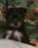 Franky small, a male Yorkshire Terrier for sale in Louisa, VA – 2 of 6