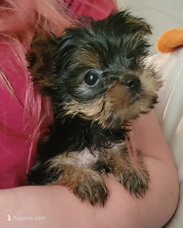 Franky – Yorkshire Terrier puppy for sale in Louisa, VA