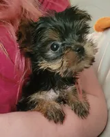 Franky small, a male Yorkshire Terrier for sale in Louisa, VA – 1 of 6
