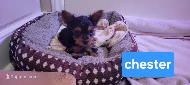 Chester – Yorkshire Terrier puppy for sale in Louisa, VA