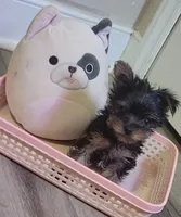 Franky small, a male Yorkshire Terrier for sale in Louisa, VA – 3 of 6