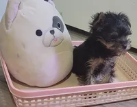 Franky small, a male Yorkshire Terrier for sale in Louisa, VA – 5 of 6