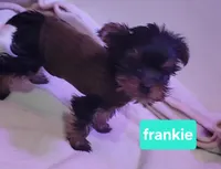 Franky small, a male Yorkshire Terrier for sale in Louisa, VA – 6 of 6