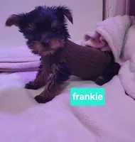 Franky small, a male Yorkshire Terrier for sale in Louisa, VA – 4 of 6