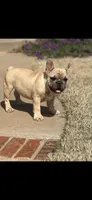 Simba, a male French Bulldog for sale in Kansas City, KS – Photo 2 of 3