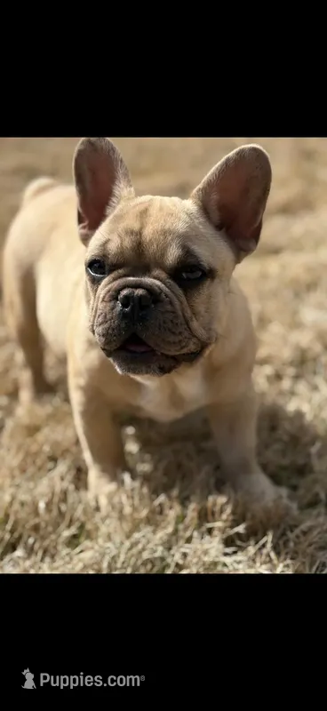 Simba – French Bulldog puppy for sale in Kansas City, KS