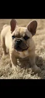 Simba, a male French Bulldog for sale in Kansas City, KS – Photo 1 of 3