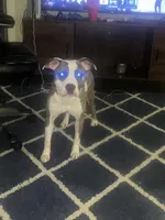 Kyzer, a male American Staffordshire Terrier and American Pit Bull Terrier for sale in Raleigh, NC – Photo 1 of 6