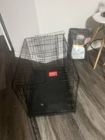 Kyzer, a male American Staffordshire Terrier and American Pit Bull Terrier for sale in Raleigh, NC – Photo 4 of 6