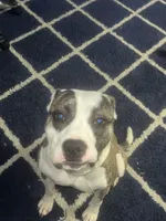 Kyzer, a male American Staffordshire Terrier and American Pit Bull Terrier for sale in Raleigh, NC – Photo 3 of 6