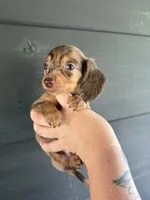Teddi , a male Miniature Dachshund for sale in Washburn, TN – 2 of 2