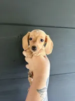 Lyra, a male Miniature Dachshund for sale in Washburn, TN – 2 of 2