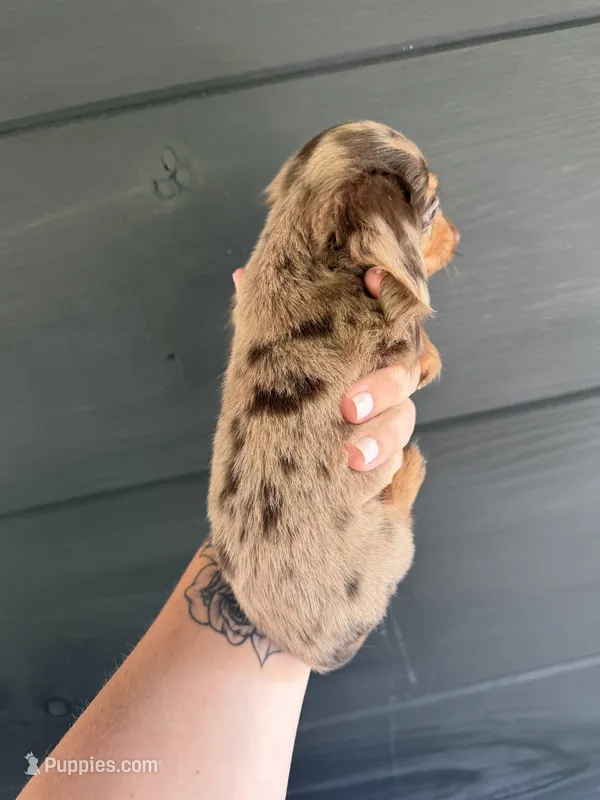 Teddi  – Miniature Dachshund puppy for sale in Washburn, TN