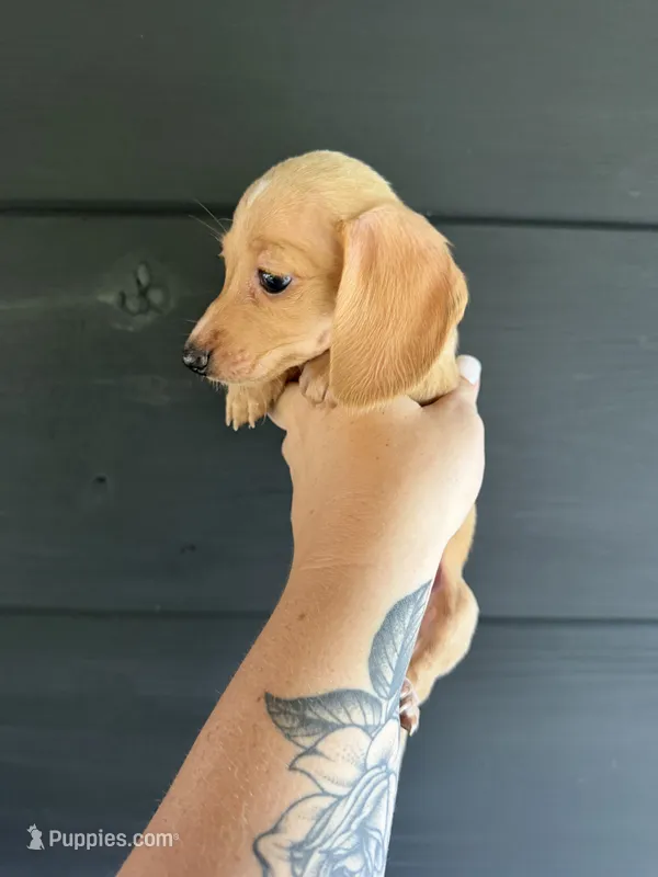 Lyra – Miniature Dachshund puppy for sale in Washburn, TN