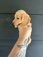 Lyra, a male Miniature Dachshund for sale in Washburn, TN – 1 of 2