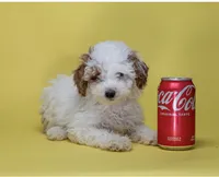 Pinky, a female Poodle - Toy  for sale in Miami, FL – 3 of 3
