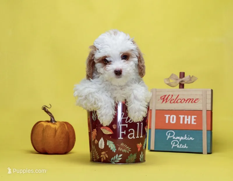 Frida – Poodle - Toy  puppy for sale in Miami, FL
