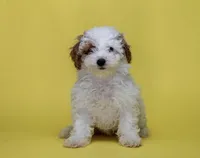 Pinky, a female Poodle - Toy  for sale in Miami, FL – 2 of 3