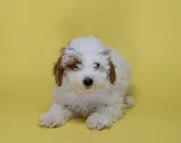 Pinky, a female Poodle - Toy  for sale in Miami, FL – 1 of 3
