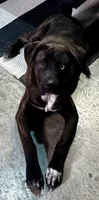 Lambo , a male Border Collie and Alaskan Husky for sale in Katy, TX – 2 of 3