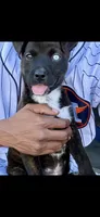 Lambo , a male Border Collie and Alaskan Husky for sale in Katy, TX – 1 of 3