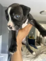 Ms pink, a female American Bully and American Pit Bull Terrier for sale in Albany, NY – 2 of 2