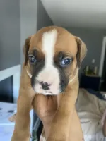 Mr orange , a male American Bully and American Pit Bull Terrier for sale in Albany, NY – 2 of 2