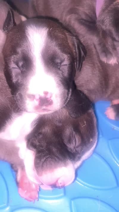Ms majenta, a female American Bully and American Pit Bull Terrier for sale in Albany, NY – 2 of 2
