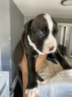 Sevyn, a female American Bully and American Pit Bull Terrier for sale in Albany, NY – 2 of 2