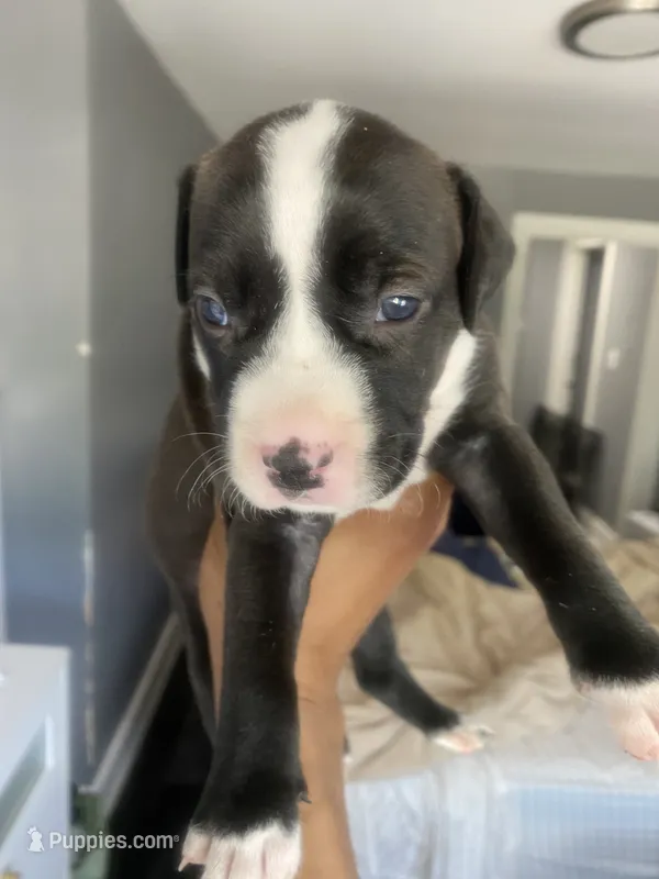 Sevyn – American Bully, American Pit Bull Terrier puppy for sale in Albany, NY