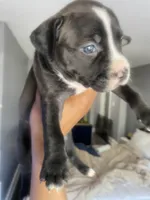 Ms pink, a female American Bully and American Pit Bull Terrier for sale in Albany, NY – 1 of 2