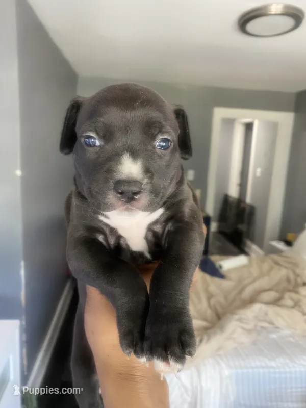 Ms majenta – American Bully, American Pit Bull Terrier puppy for sale in Albany, NY
