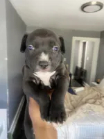 Ms majenta, a female American Bully and American Pit Bull Terrier for sale in Albany, NY – 1 of 2