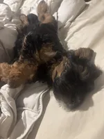 Charley, a male Yorkipoo for sale in Channahon, IL – Photo 2 of 3