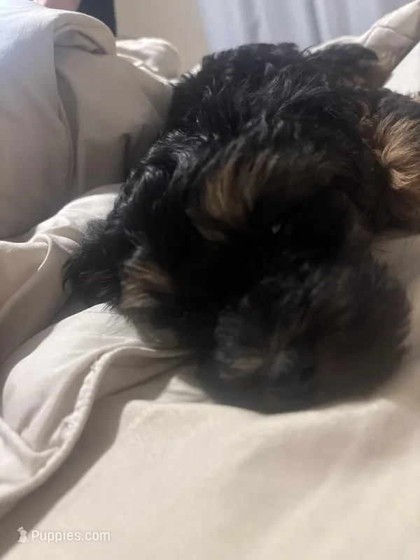 Charley – Yorkipoo puppy for sale in Channahon, IL