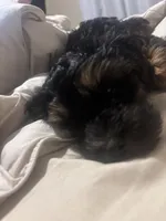 Charley, a male Yorkipoo for sale in Channahon, IL – Photo 1 of 3