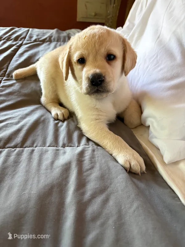 Sister-Sarah – Labrador Retriever puppy for sale in Woodland, CA