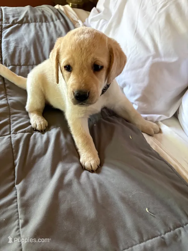 Annie-Oakley – Labrador Retriever puppy for sale in Woodland, CA