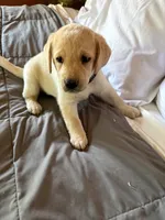 Annie-Oakley, a female Labrador Retriever for sale in Woodland, CA – 1 of 1