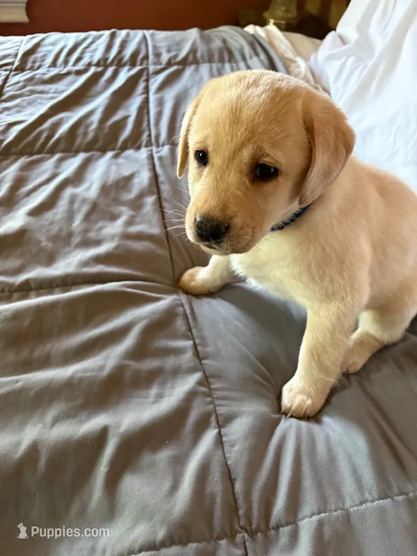 Princess-Leah – Labrador Retriever puppy for sale in Woodland, CA