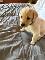 Princess-Leah, a female Labrador Retriever for sale in Woodland, CA – 1 of 1