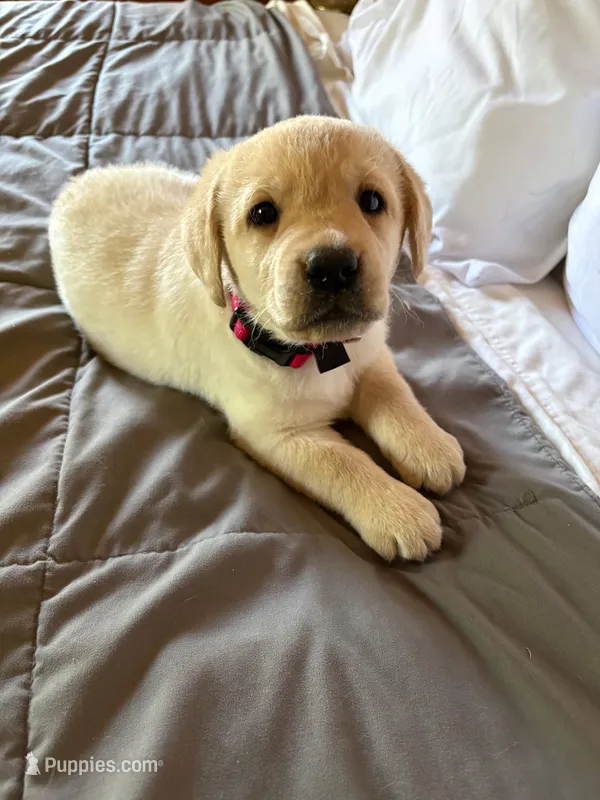 Daisy-Dukes – Labrador Retriever puppy for sale in Woodland, CA