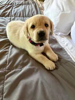 Daisy-Dukes, a female Labrador Retriever for sale in Woodland, CA – 1 of 1