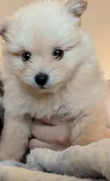 Female #1, a female Pomeranian for sale in Fontana, CA – 3 of 3