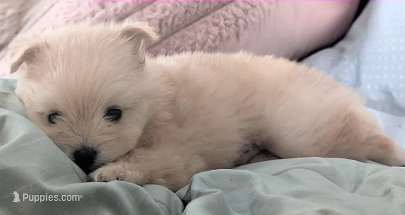 Female #1 – Pomeranian puppy for sale in Fontana, CA