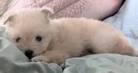 Female #1, a female Pomeranian for sale in Fontana, CA – 1 of 3